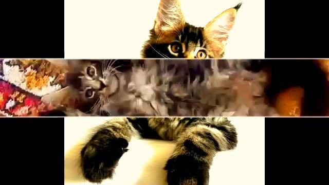 Котята Мейн кун питомник Кун ВиЛе Кун 2 месяца смотреть онлайн