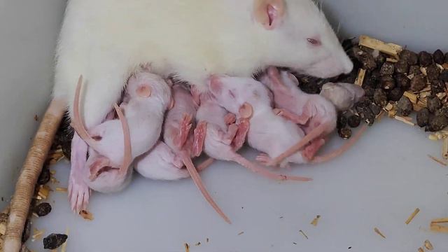 Babies of albino rat. Experimental of pharmacology. Rat breeding. BN collage of pharmacy. смотреть онлайн