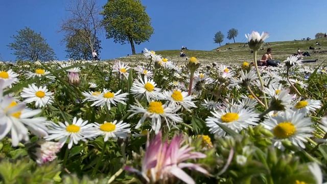 Bellis perennis смотреть онлайн