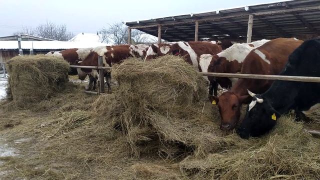 ПЛЮСЫ АЙРШИРСКОЙ ПОРОДЫ часть 1 смотреть онлайн