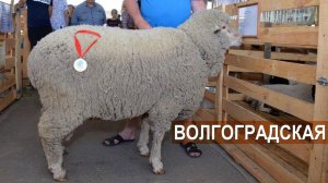 Волгоградская порода овец. Племзавод Ромашковский. XIX Всероссийская выставка племенных овец и коз.