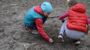 Как посадить вербу из веточек