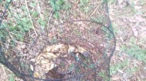 Ловля карася вершей. Май 2019 г.