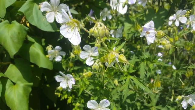 Geranium Pratense Splish Splash