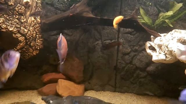 Цихлиды с черепахами. Свинорылая и мускусная. смотреть онлайн