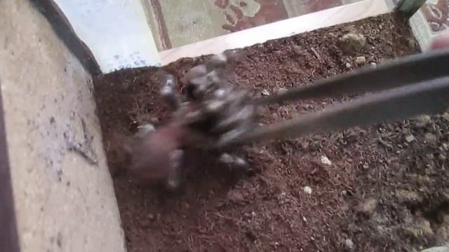 Nhandu chromatus. забираю кокон. смотреть онлайн