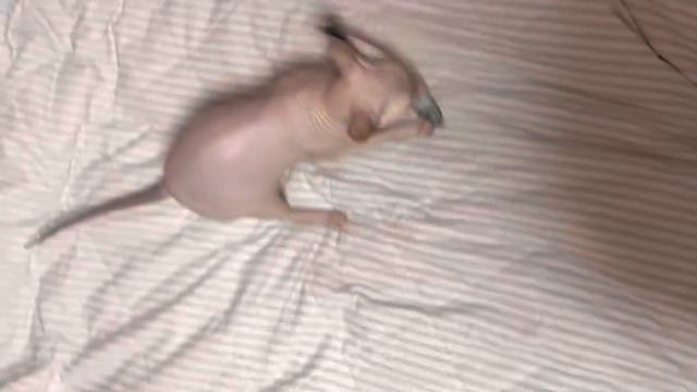 Дасти сфинкс #сфинкс #лысыйкот #кот #лысый #sphynx #sphynxcats #cats #catslove смотреть онлайн