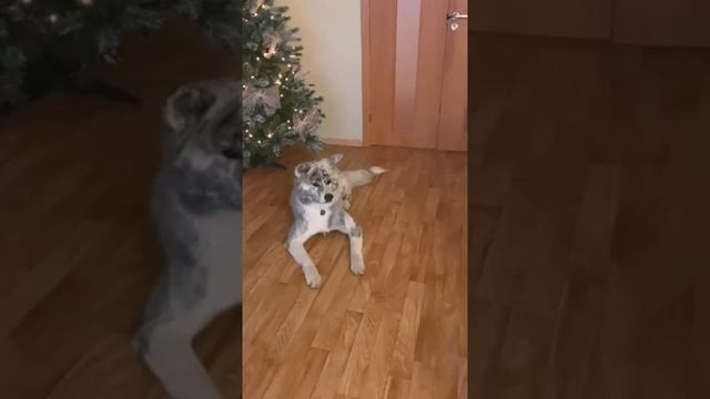 ПОМОЩНИК смотреть онлайн