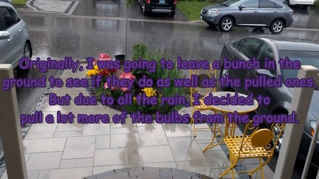 Pulling, Keeping, And Replanting Saffron Corms