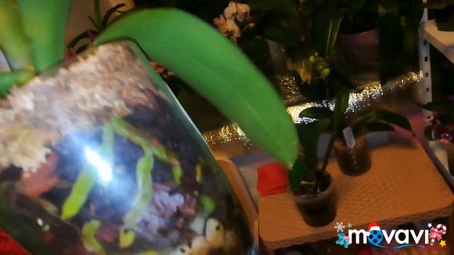 Орхидейки открывают свои цветочки,красота??? смотреть онлайн