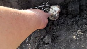 сажаем рябчики. как сохранить и добится цветения.