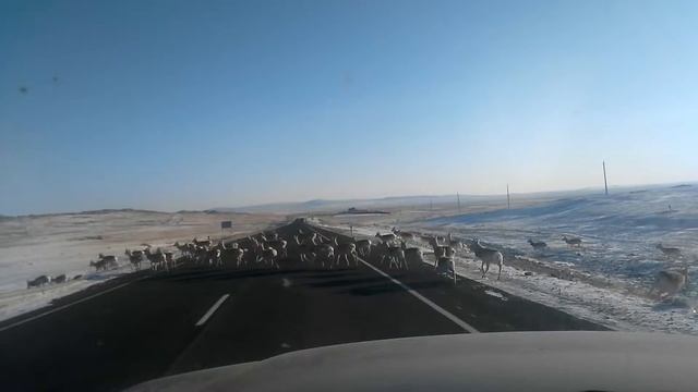 Дзерены в степях Забайкалья. смотреть онлайн