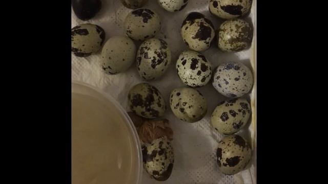 Перепелиные магазинные яйца вылупились на батарее! смотреть онлайн