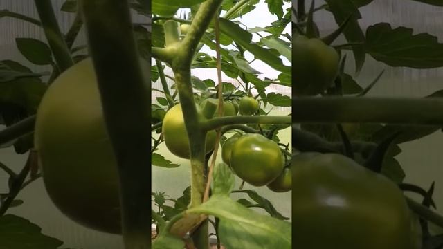 когда и как поливать огурцы перец, и томаты смотреть онлайн