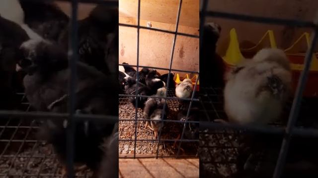 Породы кур несущие яйца | Кто такой Французский Бройлер?! смотреть онлайн