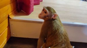 Обезьянки и их быт в домашних условиях с человеком. Маруся начала поддаваться дрессировке