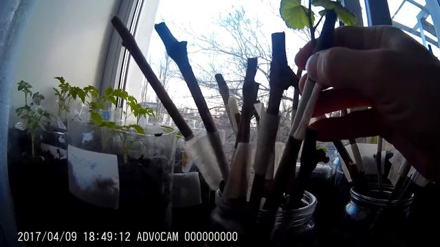 Обзор черенков винограда 40 дней спустя смотреть онлайн