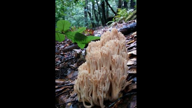 Ramaria acrisiccescens смотреть онлайн
