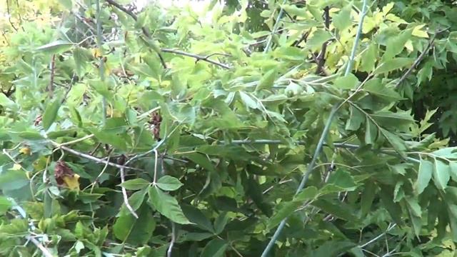 встреча с лешим смотреть онлайн