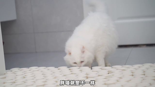 一次性玩遍所有猫咪纸杯游戏，猫：太难了 смотреть онлайн