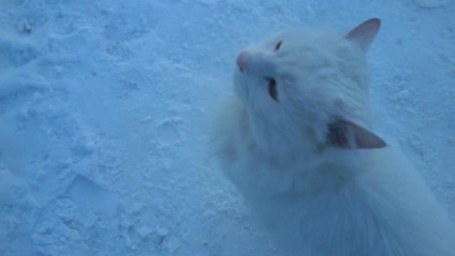 Белый кот на белом снегу смотреть онлайн