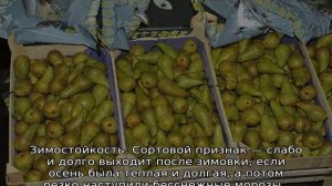 Груша Радужная