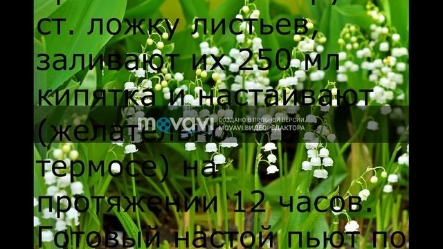 Полезные свойства майского ландыша. смотреть онлайн