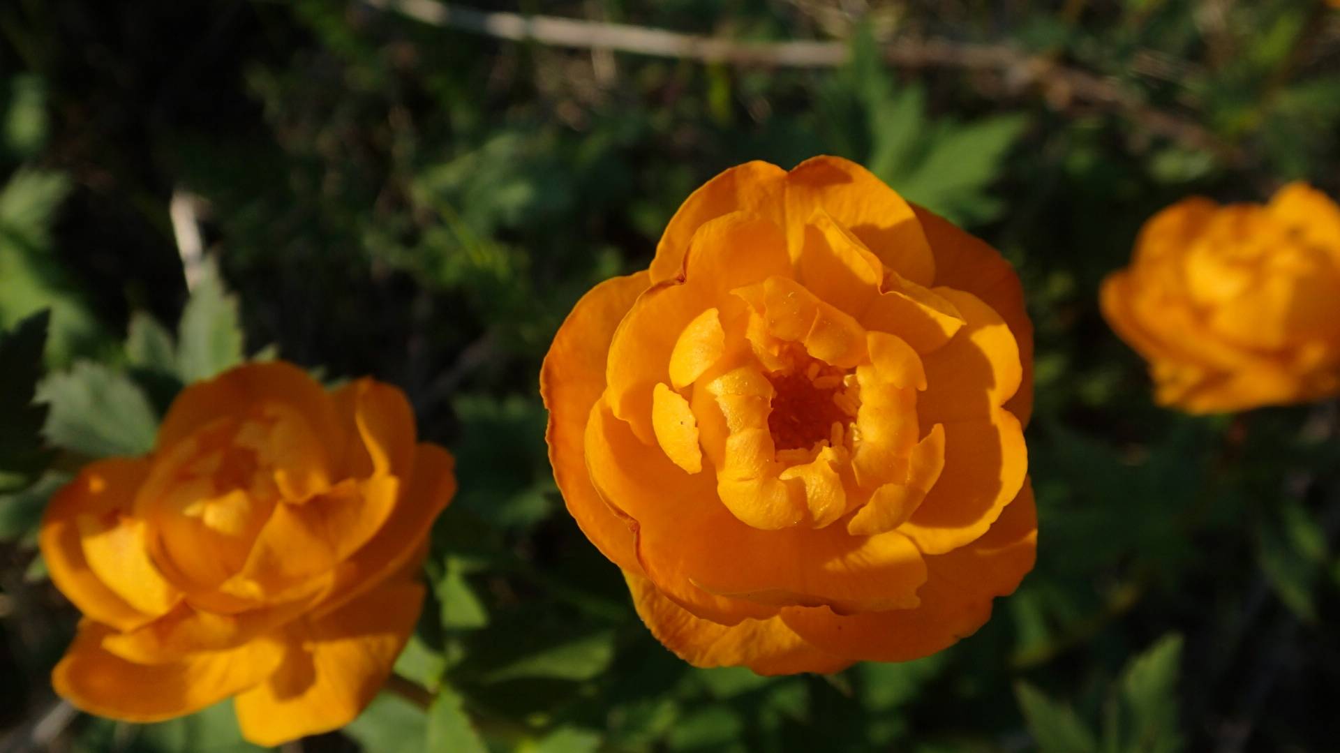 2024.06.26. Норильск - Алыкель. На электровелосипеде. смотреть онлайн