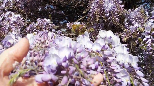 Wisteria or Wysteria Woody Climbing Vines смотреть онлайн
