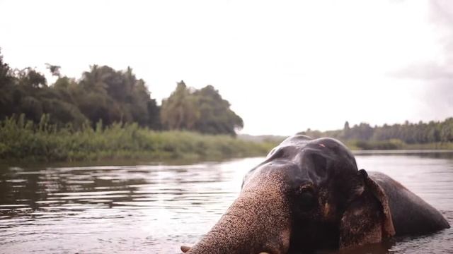 Купание СЛОНА.Bathing an elephant смотреть онлайн