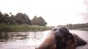 Купание СЛОНА.Bathing an elephant