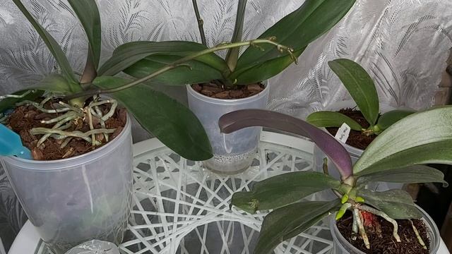 СУПЕР грунт для ОРХИДЕЙ посади и полей КОРНИ ПОПРУТ как у ТОПОЛЕЙ смотреть онлайн