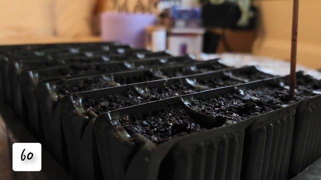 How To Germinate Hibiscus (Roselle) Seeds #hibiscus #germinatinghibiscuseeds #roselle смотреть онлайн