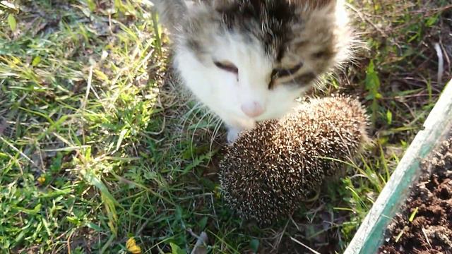 Ленинградская область 22 мая 2020 г., 19:17:18+00:01:22 MOV_0621.mp4. Пуся и еж. смотреть онлайн