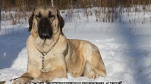 Кангал (собака): турецкий волкодав, сравнение с алабаем