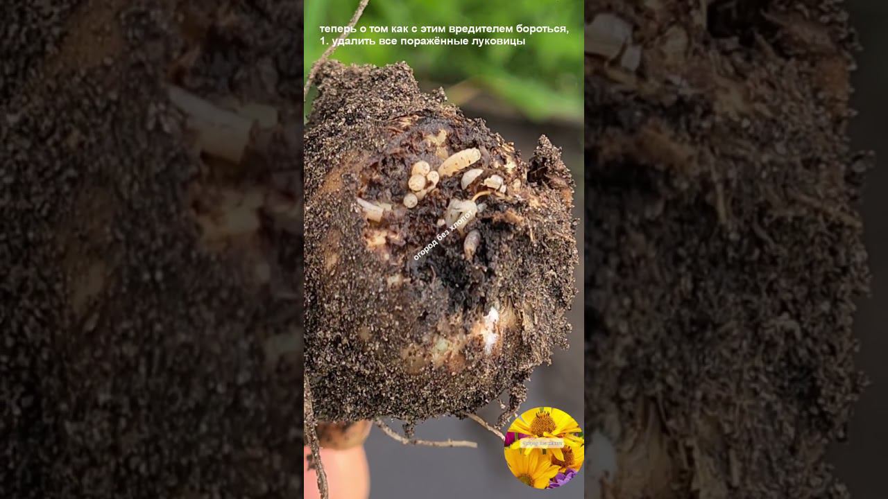 Луковая муха - самый опасный вредитель лука. Если перо лука пожелтело то урожай уже не спасти!