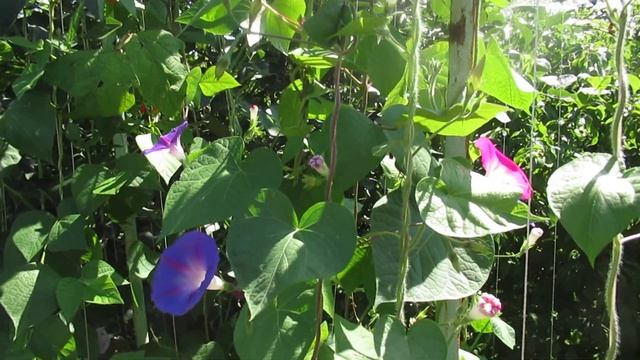 Шпалера-Пирамида для вьюнов (Дела ОГОРОДНЫЕ) смотреть онлайн