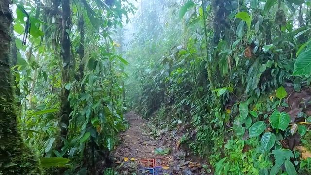 Mashpi Lodge: Ecuador Rainforest Hotel in the Clouds смотреть онлайн