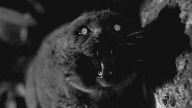 Cat (CreepyPasta) смотреть онлайн