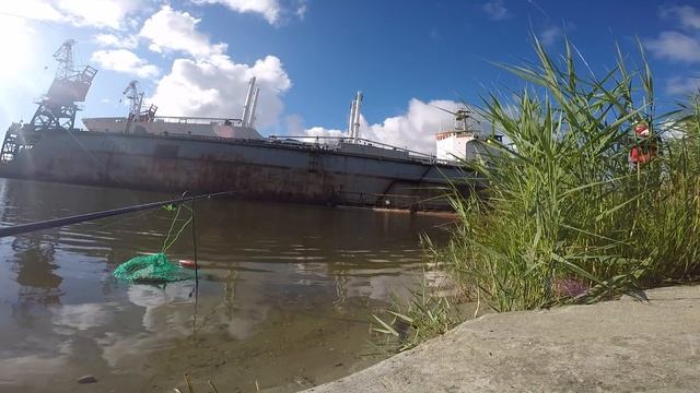 Полосатики Калининградского морского канала смотреть онлайн