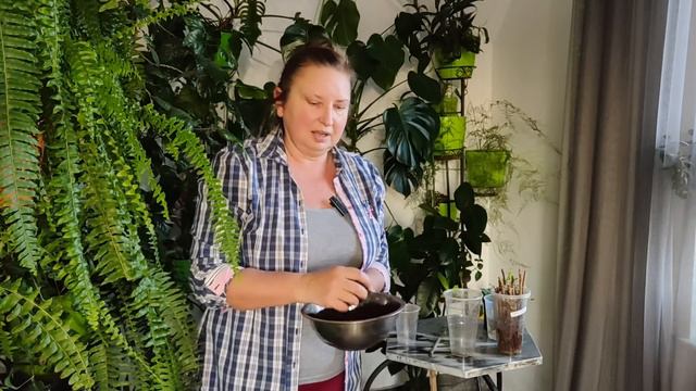 НАЧИНАЕМ! ЧЕРЕНКОВАНИЕ ГОРТЕНЗИЙ ЗИМОЙ С ИВОЙ | ЧЕРЕНКУЕМ ГОРТЕНЗИЮ В ЯНВАРЕ 2024г смотреть онлайн