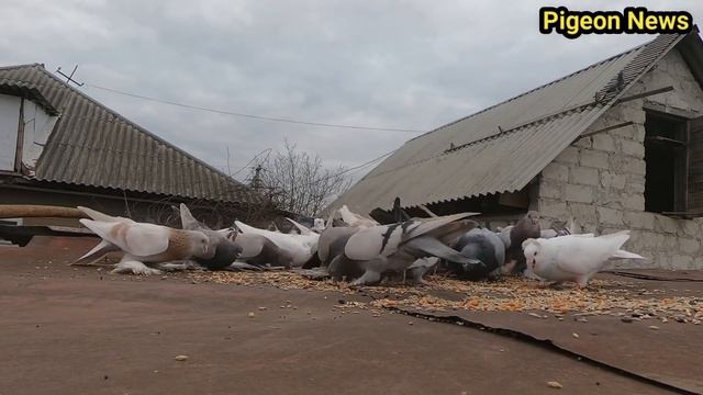 Убрал воду из Голубятника . Тренировки в борьбе с Хищниками