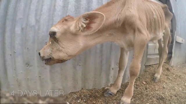 Dominion (2018) - Full Documentary [Official]