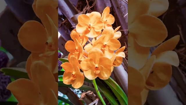 Вальс цветов #цветы #flowers #relax смотреть онлайн