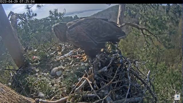 WTE in Tatarstan Кама первый раз кормит птенчика 29 04 2023 смотреть онлайн