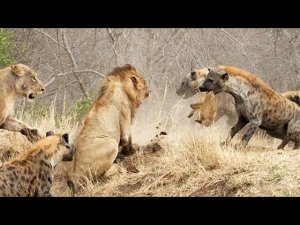 БУЙВОЛ против ЛЬВА и другие удивительные битвы животных снятые на камеру!