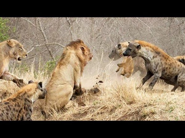 БУЙВОЛ против ЛЬВА и другие удивительные битвы животных снятые на камеру!