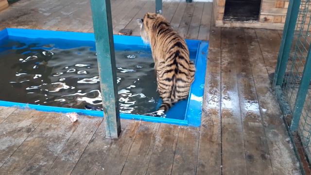 Игры с водой для ТИГРА! Water games for TIGER! #tiger , #Watergames , #тигр смотреть онлайн