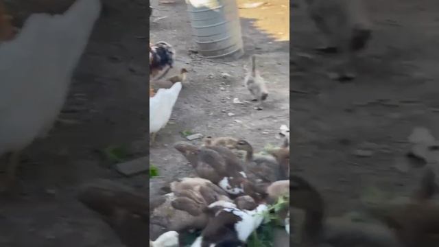 Красивые фото моей птицы ?????????????????