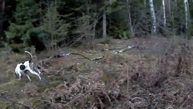 Охота с гончей в ноябре. смотреть онлайн